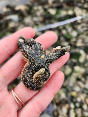 Mottled Star