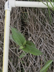 Conoclinium coelestinum