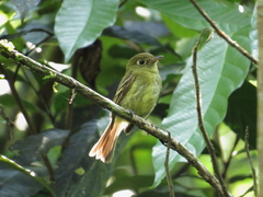 Empidonax flavescens