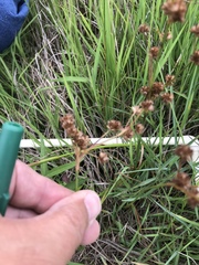 Juncus marginatus