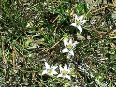 Lobelia oligophylla