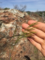 Bromus laevipes