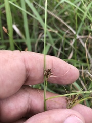 Rhynchospora capitellata