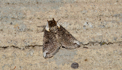 Euthyatira semicircularis