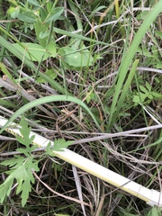 Rhynchospora capitellata