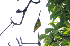 Chlorophonia occipitalis