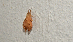 Drepana bilineata