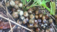 Psilocybe ovoideocystidiata