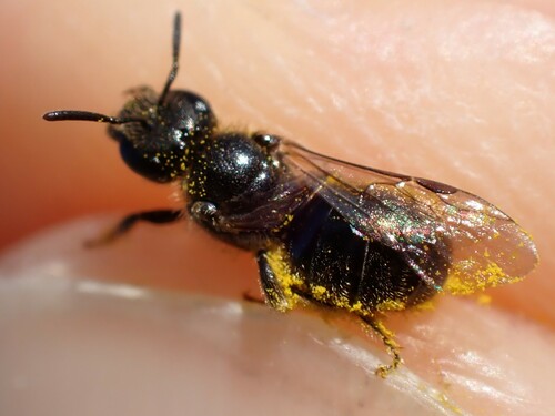 Shaggy Furrow Bee