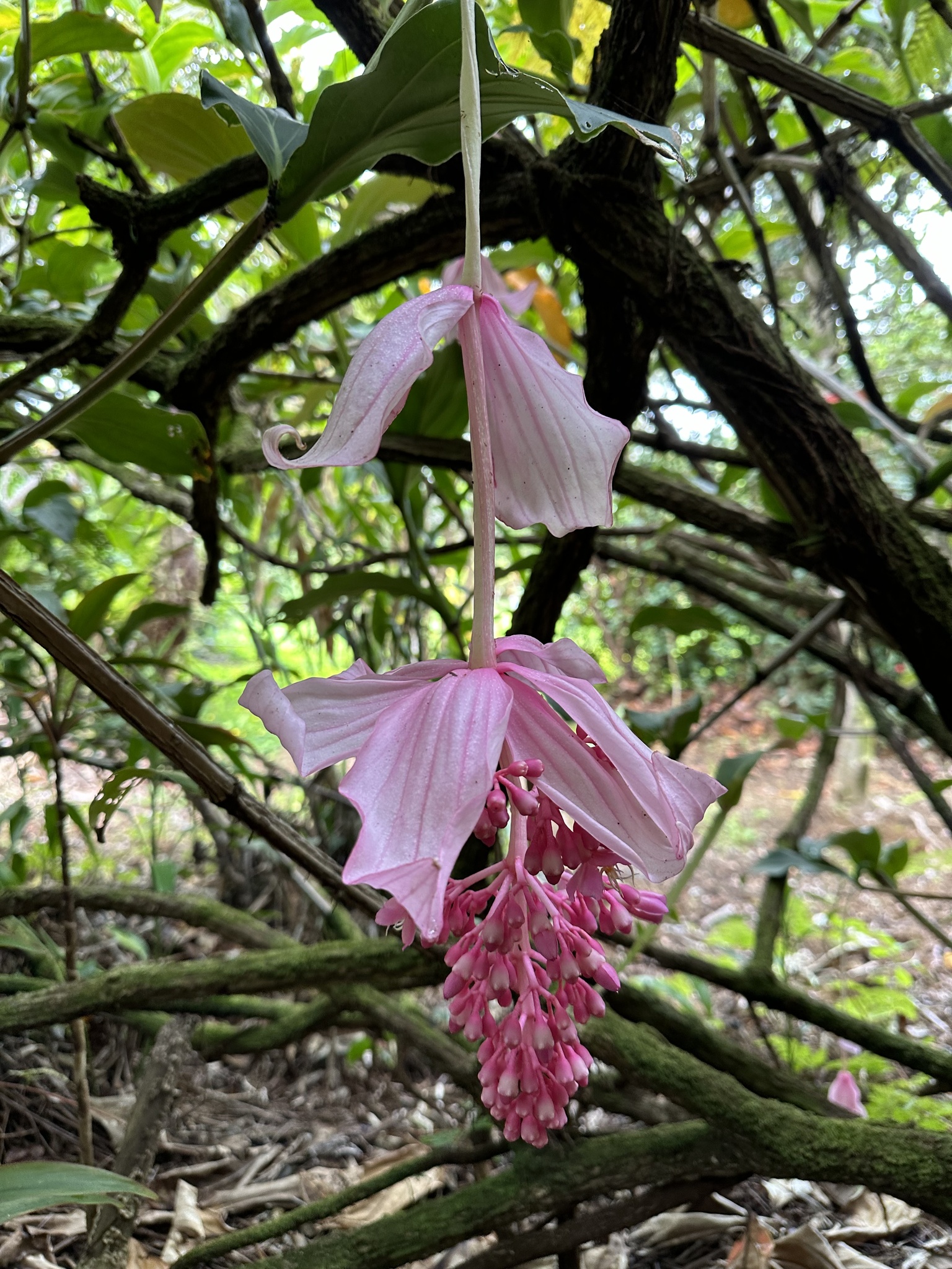 Imagem de Orquídea-rosa