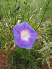 Ipomoea sescossiana