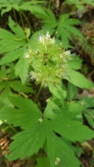 Hydrophyllum tenuipes
