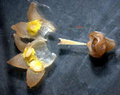 Eumachia chaenotricha