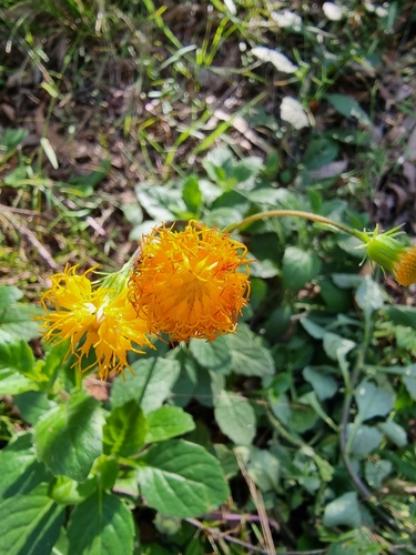 Foto de Peixinho