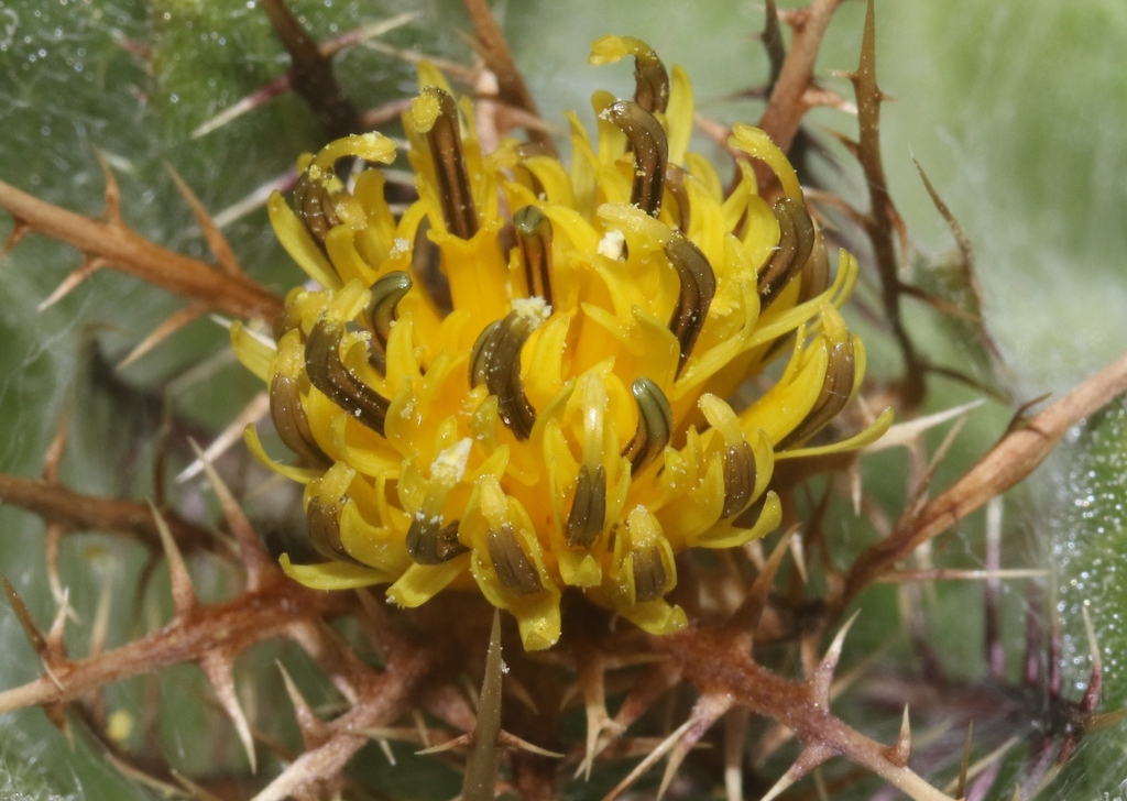 blessed thistle