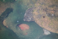 Mesoclemmys raniceps