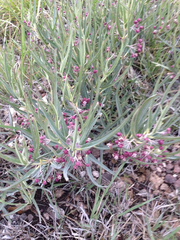 Asclepias brachystephana