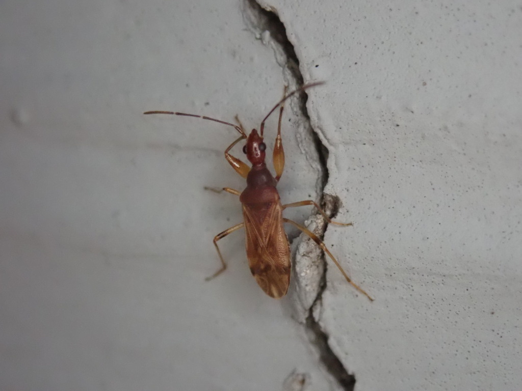 Cinnamon Seed Bug