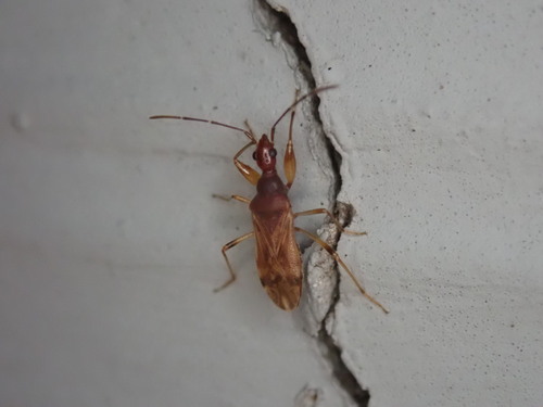 Cinnamon Seed Bug
