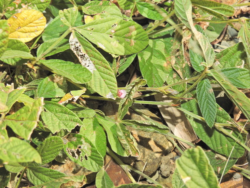 Image of Flemingia parviflora by (c) Scott W. Gavins, some rights reserved (CC BY)