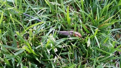 Plestiodon fasciatus