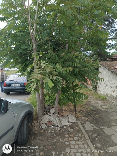 tree-of-heaven
