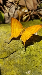 Marpesia harmonia