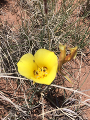 Calochortus aureus
