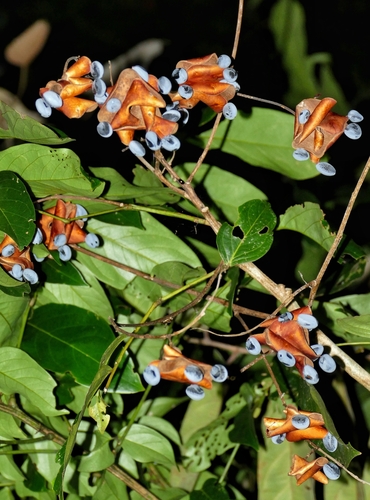 Archidendron ellipticum observed 2020-07-21