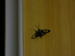 Cosmosoma regia