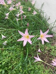Zephyranthes