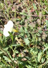 Calystegia stebbinsii