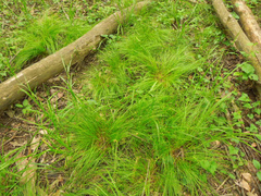 Carex rosea
