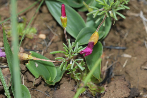 Oxalis glabra iNat (3)