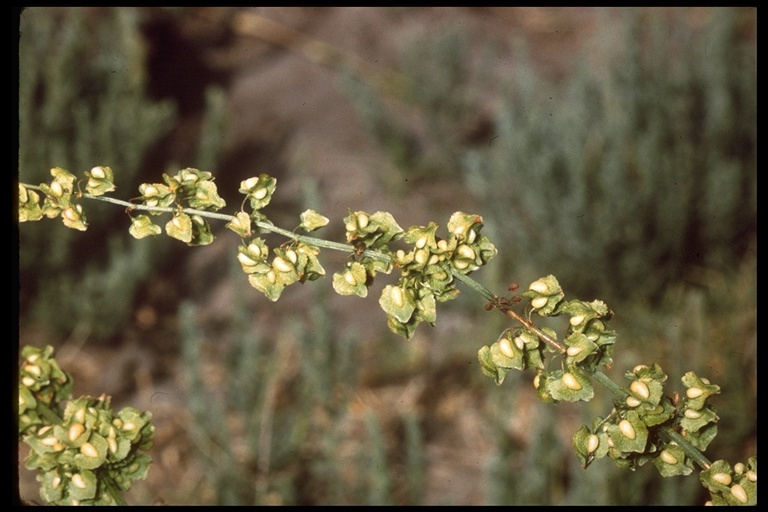 Rumex kerneri