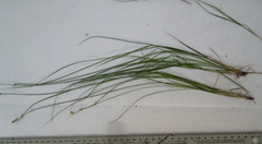 Carex rosea