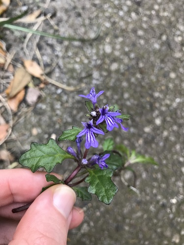 Image of Ajuga pygmaea by no rights reserved