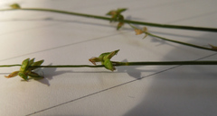 Carex rosea