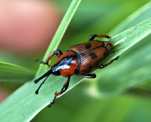 Otidognathus