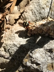 Dianthidium texanum