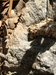 Dianthidium texanum
