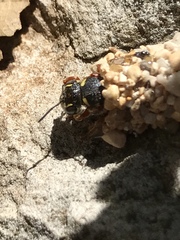 Dianthidium texanum