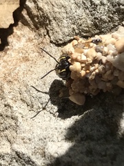 Dianthidium texanum