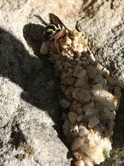 Dianthidium texanum