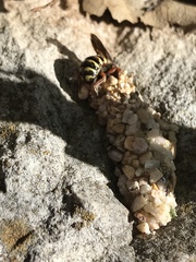 Dianthidium texanum