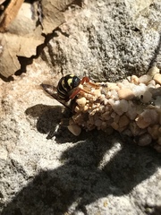 Dianthidium texanum