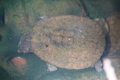 Mesoclemmys raniceps