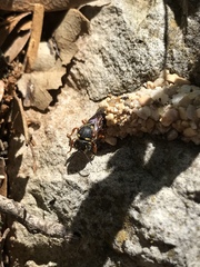 Dianthidium texanum