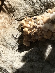 Dianthidium texanum