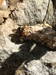 Dianthidium texanum